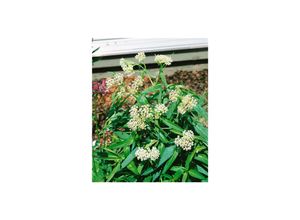 4063654287407 - Asclepias incarnata Ice Ballet Seidenpflanze weiß ca 9x9 cm Topf