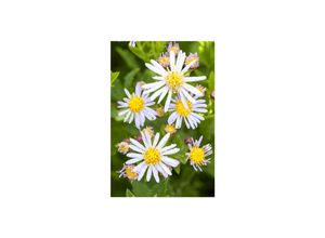 4063654287483 - Aster ageratoides Asran Herbstaster violett ca 9x9 cm Topf