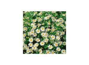 4063654287490 - Aster ageratoides Starshine Herbstaster weiß ca 9x9 cm Topf 4063654287490 - Aster ageratoides Starshine Herbstaster weiß ca 9x9 cm Topf