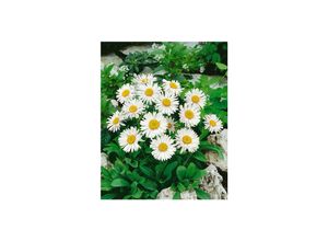 4063654287513 - Aster alpinus Albus Alpenaster weiß ca 9x9 cm Topf