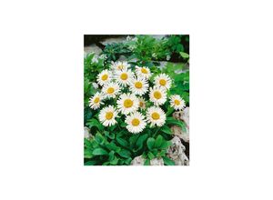 4063654287544 - Aster alpinus Weiße Schöne Alpenaster weiß ca 9x9 cm Topf