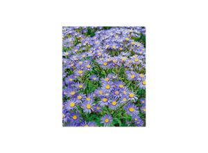 4063654287575 - Aster amellus Danzig Berg-Aster violett ca 9x9 cm Topf