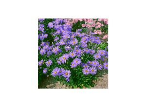 4063654287582 - Aster amellus Dr Otto Petscheck Berg-Aster violett ca 9x9 cm Topf