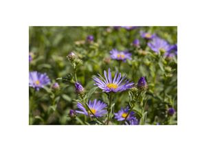 4063654287650 - Aster amellus Sternkugel Berg-Aster violett ca 9x9 cm Topf