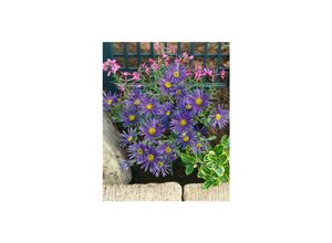 4063654287667 - Aster amellus Veilchenkönigin Berg-Aster violett ca 9x9 cm Topf