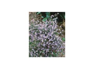 4063654287728 - Aster cordifolius Photograph Herzblatt-Aster lavendelblau ca 11x11 cm Topf