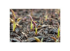 4063654287735 - Aster cordifolius Silver Spray Herzblatt-Aster weiß ca 11x11 cm Topf