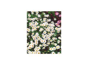 4063654287742 - Aster dumosus Apollo Kissen-Aster weiß ca 9x9 cm Topf