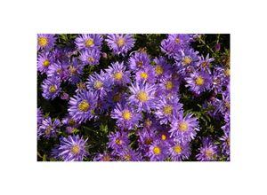 4063654287766 - Aster dumosus Blaue Lagune Kissen-Aster blau ca 9x9 cm Topf 4063654287766 - Aster dumosus Blaue Lagune Kissen-Aster blau ca 9x9 cm Topf