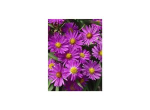 4063654287797 - Aster dumosus Herbstgruß vBresserhof Herbstaster violett ca 9x9 cm Topf