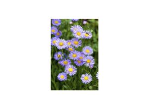 4063654287841 - Aster dumosus Lady in Blue Kissen-Aster blau ca 9x9 cm Topf