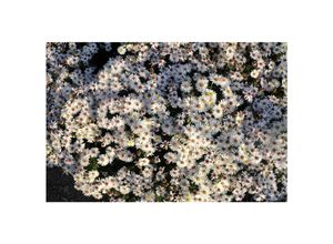 4063654287872 - Aster dumosus Niobe Kissen-Aster violett ca 9x9 cm Topf