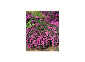 4063654287896 - Aster dumosus Rosenwichtel Kissen-Aster rosa ca 9x9 cm Topf