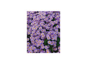 4063654287964 - Aster dumosus wergenhimmel Kissen-Aster blau ca 9x9 cm Topf