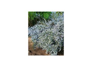 4063654287995 - Aster ericoides Erlkönig Heideaster weiß ca 9x9 cm Topf