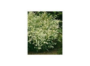 4063654288015 - Aster ericoides Golden Spray Heideaster gelb ca 9x9 cm Topf 4063654288015 - Aster ericoides Golden Spray Heideaster gelb ca 9x9 cm Topf