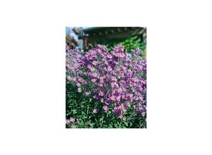 4063654288091 - Aster laevis Glattblatt-Aster violett ca 9x9 cm Topf