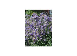 4063654288121 - Aster laevis Calliope Glattblatt-Aster violett ca 11x11 cm Topf 4063654288121 - Aster laevis Calliope Glattblatt-Aster violett ca 11x11 cm Topf