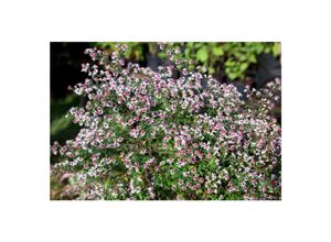 4063654288145 - Aster lateriflorus horizPrince Herbstaster purpur ca 11x11 cm Topf