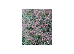 4063654288152 - Aster lateriflorus var horizontalis Herbstaster weiß ca 11x11 cm Topf