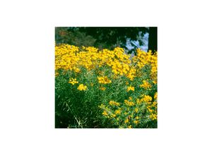 4063654288169 - Aster linosyris Goldhaar-Aster gelb ca 9x9 cm Topf