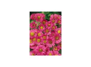 4063654288183 - Aster novae-angliae Alma Pötschke Herbstaster pink ca 11x11 cm Topf