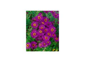 4063654288190 - Aster novae-angliae Andenken an PGerber rosa ca 9x9 cm Topf