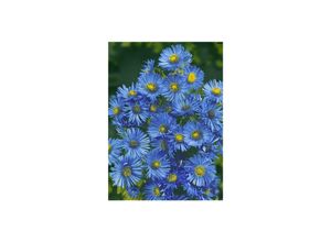 4063654288213 - Aster novae-angliae Barrs Blue Herbstaster blau ca 11x11 cm Topf