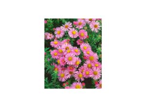 4063654288268 - Aster novae-angliae Rosa Sieger Herbstaster rosa ca 11x11 cm Topf 4063654288268 - Aster novae-angliae Rosa Sieger Herbstaster rosa ca 11x11 cm Topf