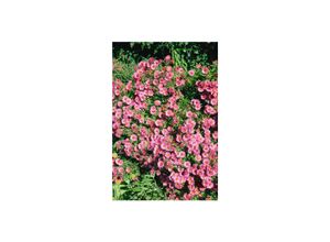 4063654288299 - Aster novae-angliae Rudelsburg Herbstaster violett ca 11x11 cm Topf 4063654288299 - Aster novae-angliae Rudelsburg Herbstaster violett ca 11x11 cm Topf
