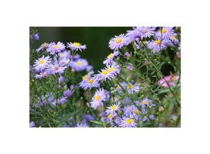 4063654288305 - Aster novae-angliae Treasure Herbstaster violett ca 11x11 cm Topf