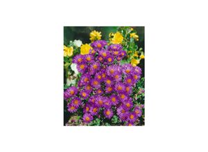 4063654288312 - Aster novae-angliae Violetta Herbstaster violett ca 9x9 cm Topf