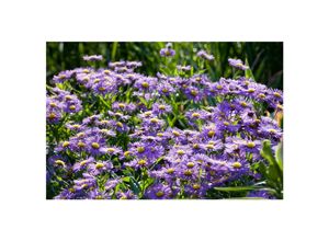 4063654288343 - Aster novi-belgii Blaue Nachhut Glattblatt-Aster blau ca 11x11 cm Topf