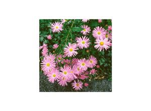 4063654288404 - Aster novi-belgii Fellowship Glattblatt-Aster rosa ca 9x9 cm Topf