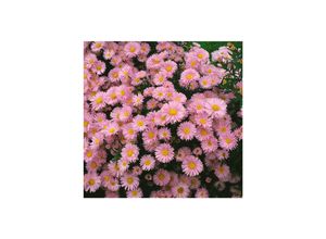 4063654288459 - Aster novi-belgii Patricia Ballard Herbstaster rosa ca 9x9 cm Topf