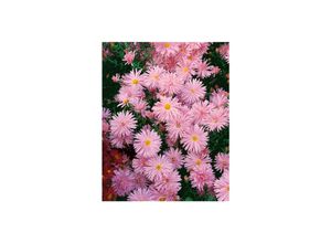 4063654288473 - Aster novi-belgii Rosaperle Herbstaster rosa ca 9x9 cm Topf