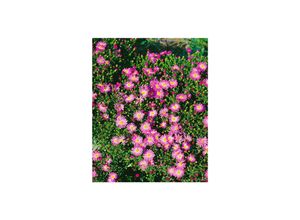 4063654288480 - Aster novi-belgii Rosenhügel Herbstaster rosa ca 11x11 cm Topf