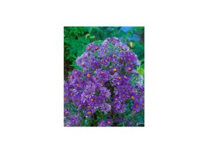 4063654288541 - Aster novi-belgii Sarah Ballard Glattblatt-Aster rosa ca 9x9 cm Topf