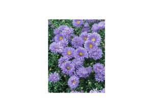 4063654288589 - Aster novi-belgii Schöne von Dietlikon Herbstaster ca 9x9 cm Topf 4063654288589 - Aster novi-belgii Schöne von Dietlikon Herbstaster ca 9x9 cm Topf