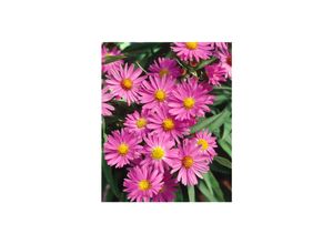 4063654288619 - Aster novi-belgii Terrys Pride Herbstaster violett ca 9x9 cm Topf