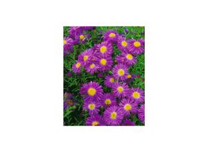 4063654288633 - Aster novi-belgii Violetta Glattblatt-Aster violett ca 11x11 cm Topf