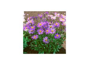 4063654288725 - Aster tongolensis Berggarten Bergaster violett ca 9x9 cm Topf