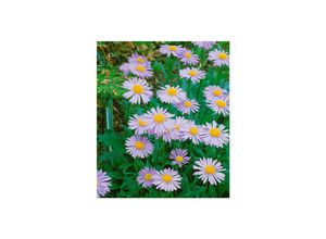 4063654288749 - Aster tongolensis Wartburgstern violettblau ca 9x9 cm Topf
