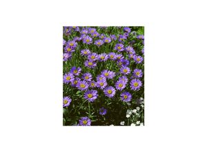 4063654288756 - Aster turbinellus Herbstaster lavendelblau ca 9x9 cm Topf 4063654288756 - Aster turbinellus Herbstaster lavendelblau ca 9x9 cm Topf