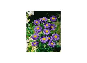 4063654288794 - Aster x frikartii Jungfrau Herbstaster lavendelblau ca 9x9 cm Topf