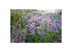 4063654288800 - Aster x frikartii Mönch lavendelblau ca 9x9 cm Topf