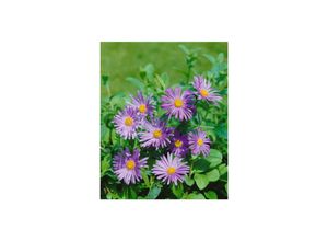 4063654288817 - Aster x frikartii Wunder von Stäfa lavendelblau ca 9x9 cm Topf