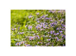 4063654288824 - Aster x herveyi Twilight Herbstaster violett ca 11x11 cm Topf