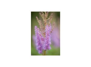 4063654288855 - Astilbe chinensis var pumila Zwerg-Prachtspiere rosa ca 9x9 cm Topf 4063654288855 - Astilbe chinensis var pumila Zwerg-Prachtspiere rosa ca 9x9 cm Topf