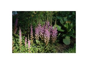 4063654288879 - Astilbe chinensis var taquetii Superba rosa Blüten ca 9x9 cm Topf 4063654288879 - Astilbe chinensis var taquetii Superba rosa Blüten ca 9x9 cm Topf